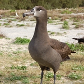 Black-footed Albatross